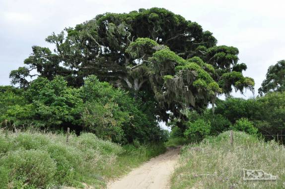 Dirigindo pelas trilhas do Parque Nacional da Lagoa do Peixe, no sul do Rio Grande do Sul, entre a Lagoa dos Patos e o Oceano Atlântico
